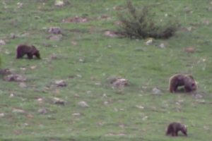 Erzurum'da boz ayılar yiyecek ararken g&ouml;r&uuml;nt&uuml;lendi