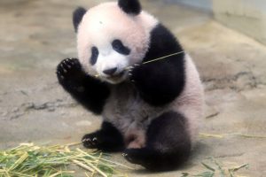 Y&uuml;z tanıma teknolojisi artık pandaları ayırt edebiliyor