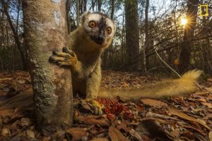 Sahiplenmek i&ccedil;in hayvanat bah&ccedil;esinden lemur &ccedil;aldı