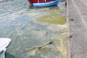 Sinop Gerze'de liman i&ccedil;inde yosun ve &ccedil;&ouml;p kirliliği