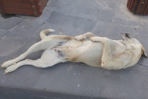 Sokak k&ouml;peği uyuma şekli ile dikkat &ccedil;ekiyor