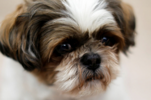 K&ouml;peğe &ouml;len sahibiyle beraber g&ouml;m&uuml;ls&uuml;n diye &ouml;tanazi yapıldı