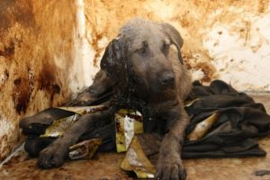 Zifte yapışan k&ouml;pek yavrusu yeni yuvasına kavuştu