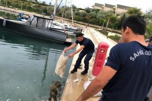 Deniz patlıcanı avlayan 2 kişiye 24 bin lira ceza