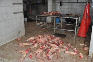 Ka&ccedil;ak sakatat işlenen tesise para cezası
