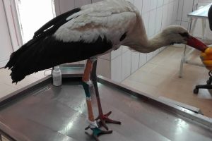 Yaralı leylek belediyeye sığındı