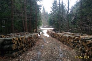 Bursa Uludağ'da yol bahanesiyle ağaç kesilmesine tepki