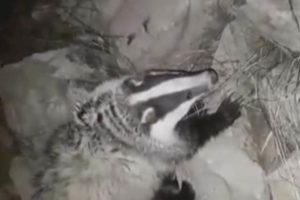 Koruma altında olan 'porsuk' Tunceli'de g&ouml;r&uuml;nt&uuml;lendi