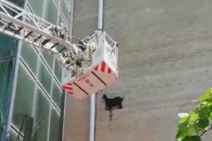 Okul duvarına &ccedil;ıkan ke&ccedil;i b&ouml;yle indirildi