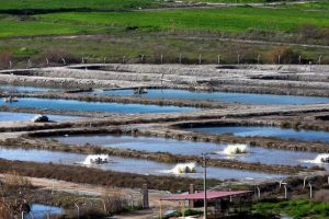 Tarla balık&ccedil;ılığı yılda 2,5 milyar TL kazandıracak