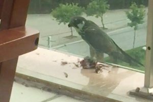 Yırtıcı kuşun g&uuml;vercini yediği anlar b&ouml;yle g&ouml;r&uuml;nt&uuml;lendi