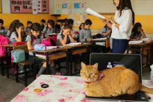Kedi Tombi'ye h&uuml;z&uuml;nl&uuml; veda