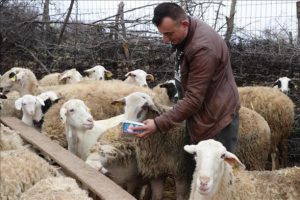 Gen&ccedil; &Ccedil;ift&ccedil;i Projesi i&ccedil;in koyun alımı yapılacak