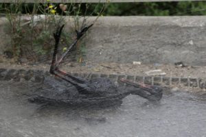 Bataklığa saplanan leylek bakıma alındı