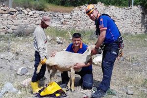 Kuyuya d&uuml;şen koyunu AFAD ekipleri kurtardı