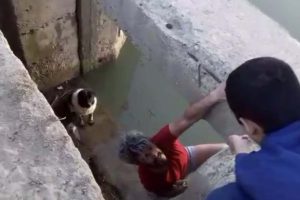 Su kanalına d&uuml;şen k&ouml;pek kurtarıldı