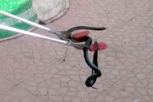 Hastanede g&ouml;r&uuml;len yılan paniğe neden oldu