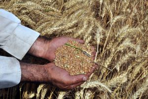 T&uuml;rkiye tarım alanlarının y&uuml;zde 8,3'&uuml;n&uuml; kaybetti