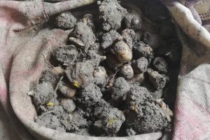 Salep soğanı topladılar, 240 bin lira ceza yediler!