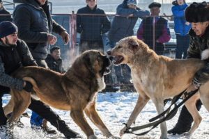 Facebook'a yasa dışı k&ouml;pek d&ouml;v&uuml;ş&uuml;ne platform sunma su&ccedil;laması