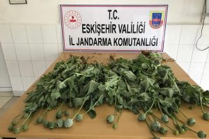 Yasa dışı ekilen 380 k&ouml;k haşhaş imha edildi