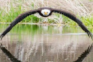 Amat&ouml;r fotoğraf&ccedil;ının &ccedil;ektiği kartal internette viral oldu