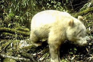 'D&uuml;nyanın ilk albino pandası' ormanlık alanda g&ouml;r&uuml;nt&uuml;lendi