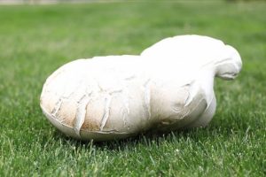 7 kilo 125 gramlık dev mantar bulundu