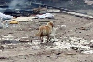 Anne k&ouml;pek yavrusunu alevlerin arasından kurtardı