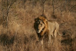 Kamerun'da kenti ka&ccedil;ak aslan korkusu sardı