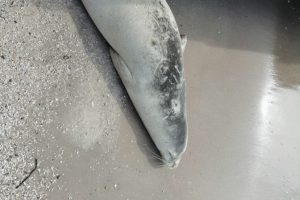 Nadir g&ouml;r&uuml;len beyaz fok balığı tatilcilerin maskotu oldu