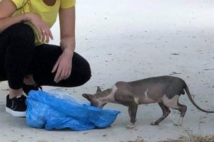 Sokakta sfenks kedisi bulundu