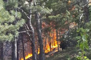 13 hektarlık alan yangında zarar g&ouml;rd&uuml;
