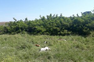 Narkoz verilip, yol kenarına atılan k&ouml;peklerden 3'&uuml; telef oldu