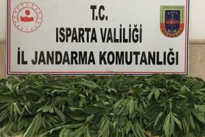 Jandarma'dan kenevir operasyonu: 1 g&ouml;zaltı
