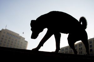 Başıboş k&ouml;peklerin &ouml;ld&uuml;rd&uuml;ğ&uuml; İranlı i&ccedil;in tazminat kararı
