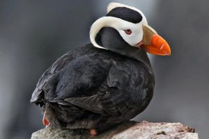 İklim değişikliği Alaska'yı vurdu