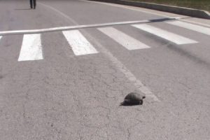 Yaya ge&ccedil;idinden ge&ccedil;en kaplumbağa trafiği durdurdu