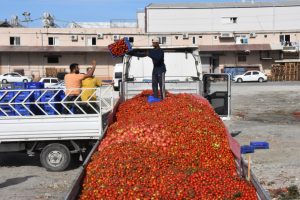 Domatesin fiyatı dibi g&ouml;rd&uuml;, &uuml;retici &ouml;nlem istedi