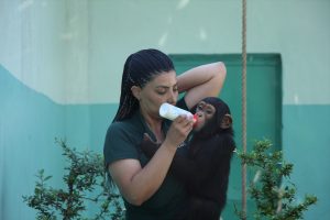 Şempanzeler "G&ouml;lge" ve "Jane"e doğum g&uuml;n&uuml; kutlaması