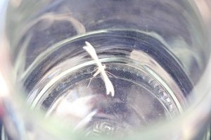 Lepidoptera kelebeği  g&ouml;r&uuml;ld&uuml;