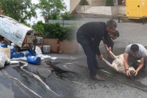 Ekipler k&ouml;peği kurtarmak i&ccedil;in seferber oldu