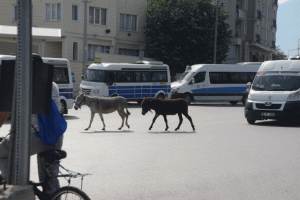 Bursa'da şehrin g&ouml;beğinde başıboş eşekler s&uuml;r&uuml;c&uuml;leri zor durumda bıraktı