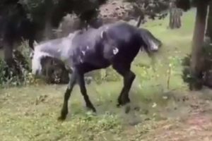 Heybeliada'da atın i&ccedil;ler acısı hali y&uuml;rekleri sızlattı