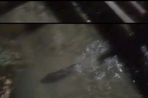 Sapanca G&ouml;l&uuml;'nde su samuru g&ouml;r&uuml;nt&uuml;lendi