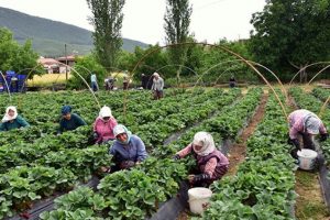'Vali Hanım &Ccedil;ileği' &ccedil;ift&ccedil;iyi memnun etti