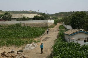 Kuzey Kore medyasından 'Afrika&nbsp;domuz vebası' uyarısı