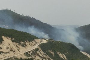Suriye sınırında orman yangını