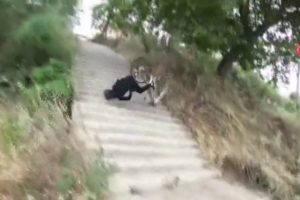 Merdivenlerden bisikletle inmek isteyen gen&ccedil; basamaklardan takla attı