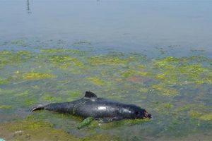 Son aylarda s&uuml;rekli oluyor! Bu kez de 1 metre uzunluğunda...